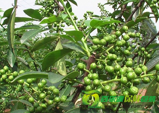 青花椒保鮮技術(shù) 青花椒如何保鮮