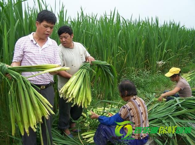 茭白營養(yǎng)價值